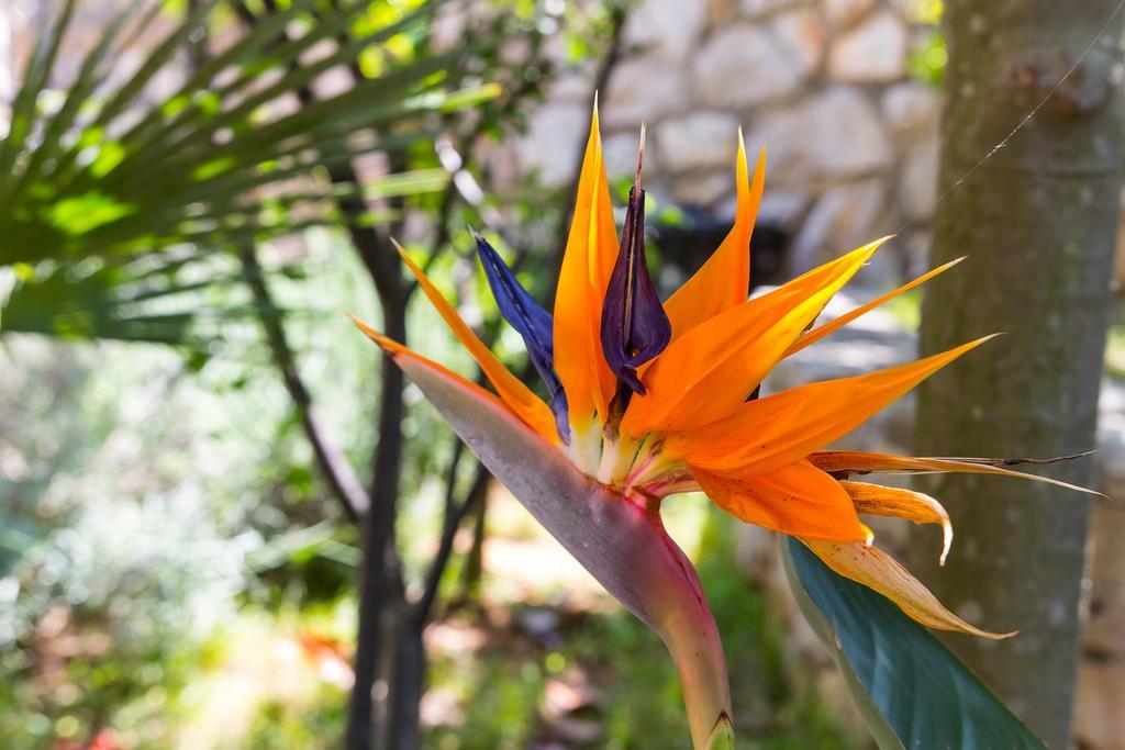 Villa Alma Veli Lošinj Εξωτερικό φωτογραφία