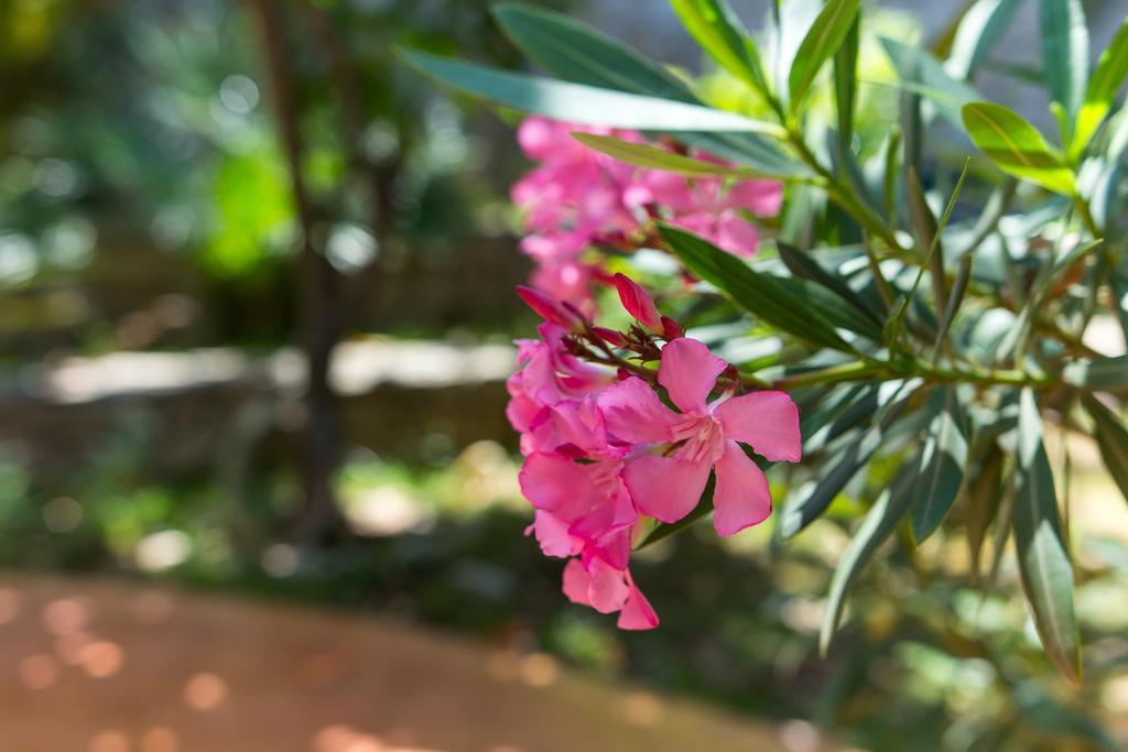 Villa Alma Veli Lošinj Εξωτερικό φωτογραφία